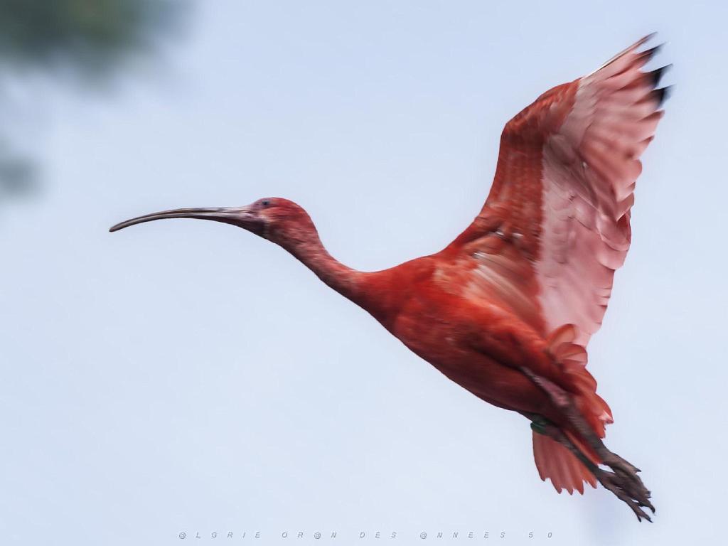 149 BIO PARC DE DOUE LA FONTAINE 5- 2016_000057.jpg